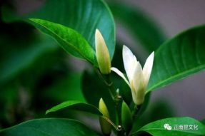 寺外桃源講花卉 —— 認(rèn)識黃桷蘭