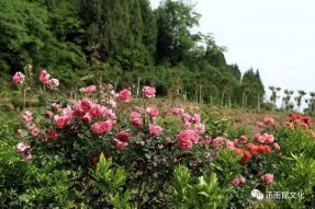 《寺外桃源講花卉》–你們知道怎么區(qū)別藤本月季和薔薇嗎？